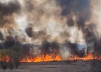 Arde din nou Delta Văcărești din Capitală
