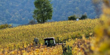 Simplificarea Politicii Agricole Comune europene: un cadou practic de Crăciun pentru fermieri și întreprinderile rurale