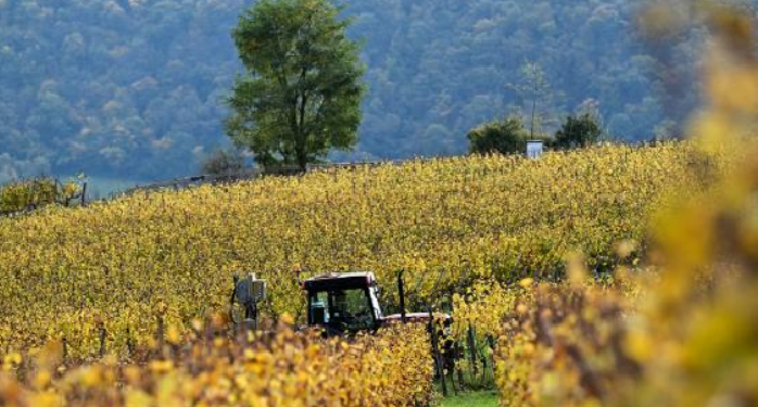 Simplificarea Politicii Agricole Comune europene: un cadou practic de Crăciun pentru fermieri și întreprinderile rurale