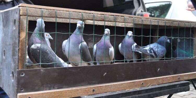 Războiul porumbeilor! MTS a recunoscut „sportul columbofil” din România printr-un ordin din 2009, anulat în 2012, declarat „ilegal” în 2020, dar pe care l-a lăsat să producă efecte și astăzi