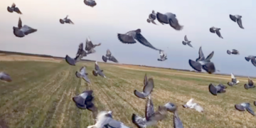 Se dă startul în Campionatul Național Columbofil. O competiție cu 9.000 de crescători și 700.000 de sportivi înaripați