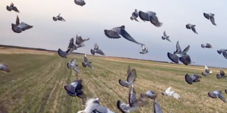 Se dă startul în Campionatul Național Columbofil. O competiție cu 9.000 de crescători și 700.000 de sportivi înaripați