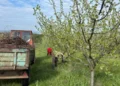 Schimbările de climă și pomicultura: de ce livezile din România devin tot mai expuse fenomenelor extreme