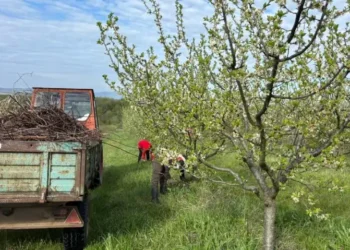 Schimbările de climă și pomicultura: de ce livezile din România devin tot mai expuse fenomenelor extreme