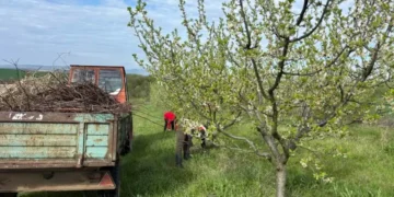 Schimbările de climă și pomicultura: de ce livezile din România devin tot mai expuse fenomenelor extreme