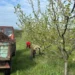 Schimbările de climă și pomicultura: de ce livezile din România devin tot mai expuse fenomenelor extreme